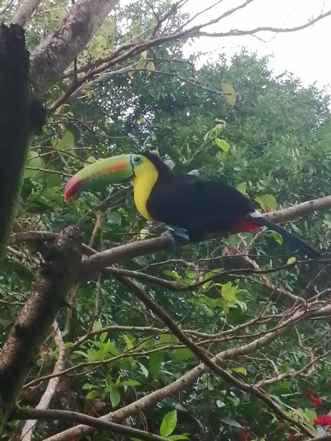 Hospedaje Meryscar Tortuguero Exterior foto